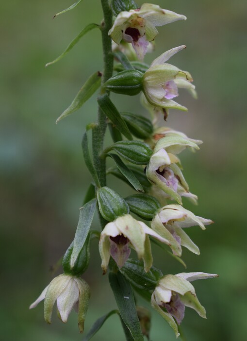 Pot-pourri d''Epipactis (Prealpi Bresciane)