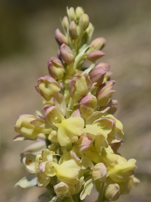 Orchis plessidiaca (Val Ceno - Appennino Parmense)