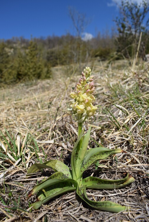 Orchis plessidiaca (Val Ceno - Appennino Parmense)