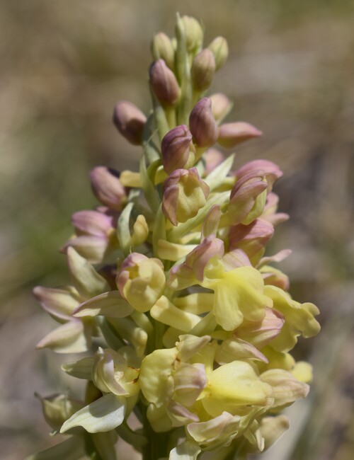 Orchis plessidiaca (Val Ceno - Appennino Parmense)