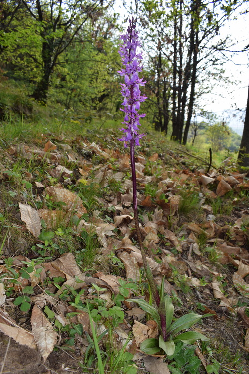 Orchis mascula subsp. speciosa: quale il limite tra spruzzatura e maculatura delle foglie?