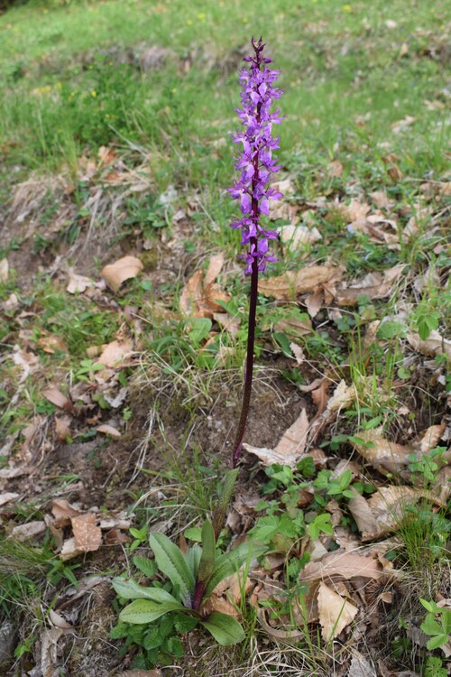 Orchis mascula subsp. speciosa: quale il limite tra spruzzatura e maculatura delle foglie?