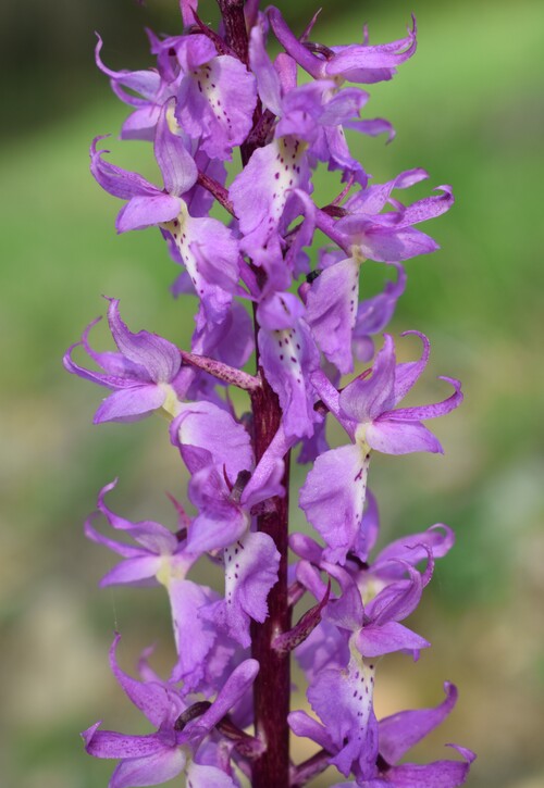 Orchis mascula subsp. speciosa: quale il limite tra spruzzatura e maculatura delle foglie?