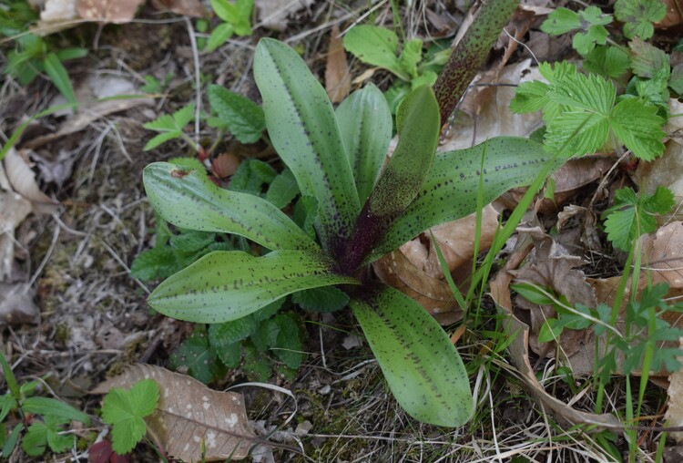 Orchis mascula subsp. speciosa: quale il limite tra spruzzatura e maculatura delle foglie?