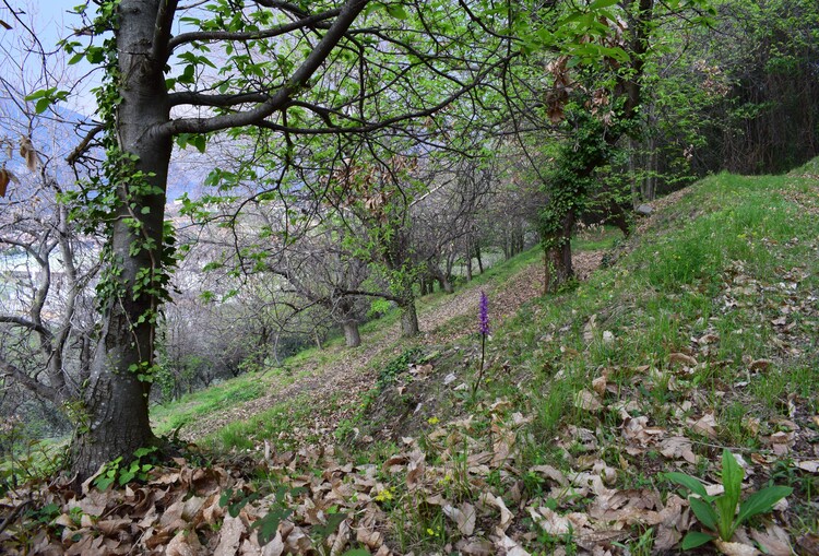 Orchis mascula subsp. speciosa: quale il limite tra spruzzatura e maculatura delle foglie?