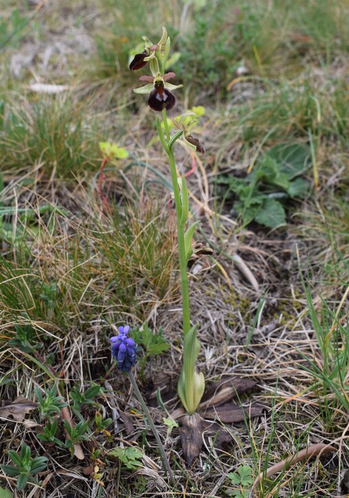 Ophrys benacensis  Ophrys sphegodes nell''incanto di Montisola