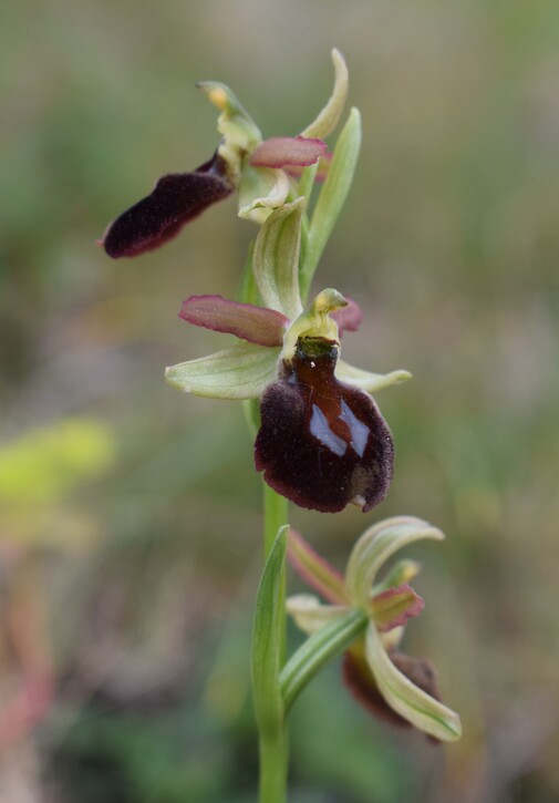 Ophrys benacensis  Ophrys sphegodes nell''incanto di Montisola