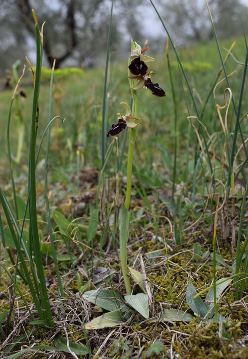 Ophrys benacensis  Ophrys sphegodes nell''incanto di Montisola