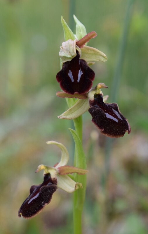 Ophrys benacensis  Ophrys sphegodes nell''incanto di Montisola