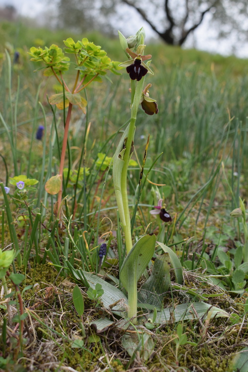 Ophrys benacensis  Ophrys sphegodes nell''incanto di Montisola