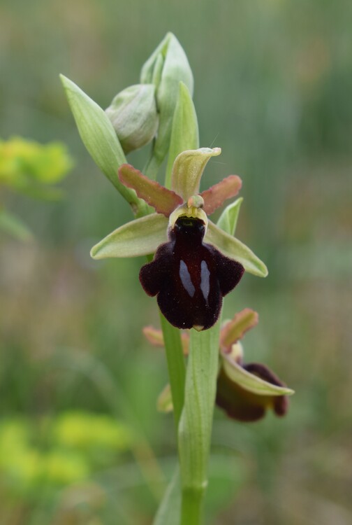 Ophrys benacensis  Ophrys sphegodes nell''incanto di Montisola