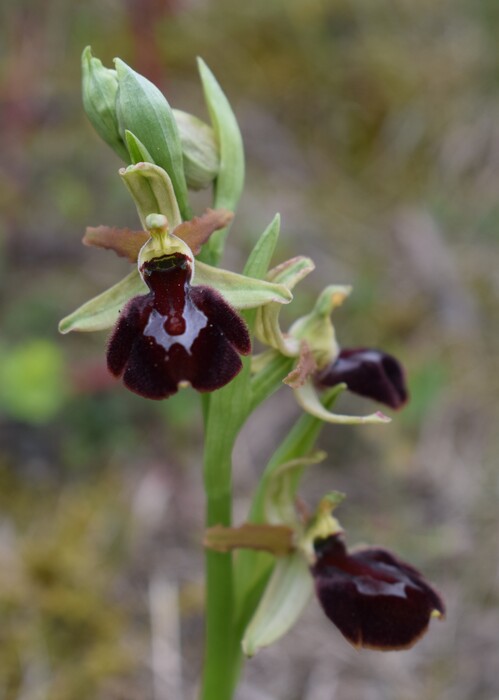 Ophrys benacensis  Ophrys sphegodes nell''incanto di Montisola