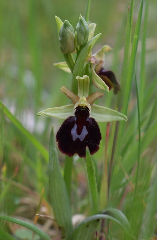 Ophrys benacensis  Ophrys sphegodes nell''incanto di Montisola