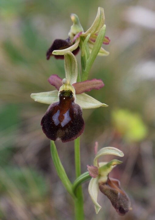 Ophrys benacensis  Ophrys sphegodes nell''incanto di Montisola