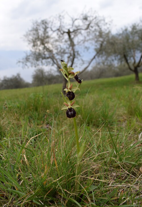 Ophrys benacensis  Ophrys sphegodes nell''incanto di Montisola