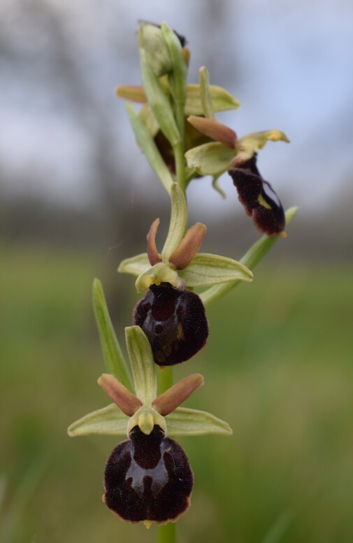 Ophrys benacensis  Ophrys sphegodes nell''incanto di Montisola