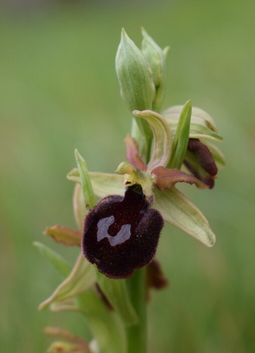 Ophrys benacensis  Ophrys sphegodes nell''incanto di Montisola