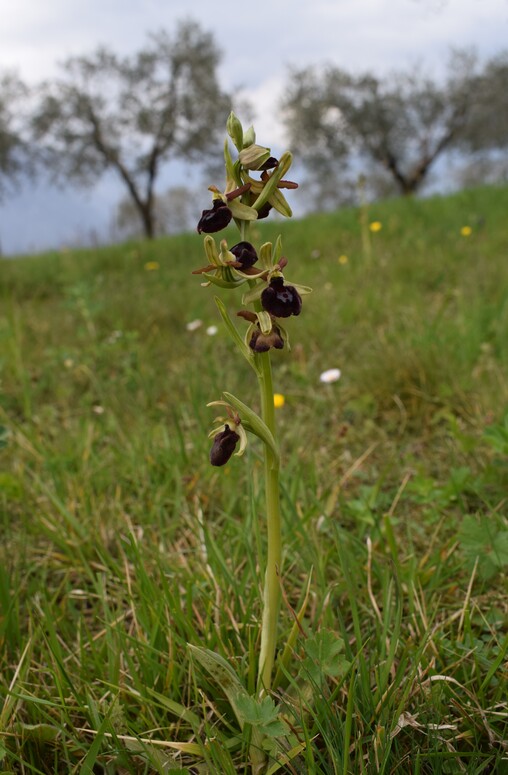 Ophrys benacensis  Ophrys sphegodes nell''incanto di Montisola