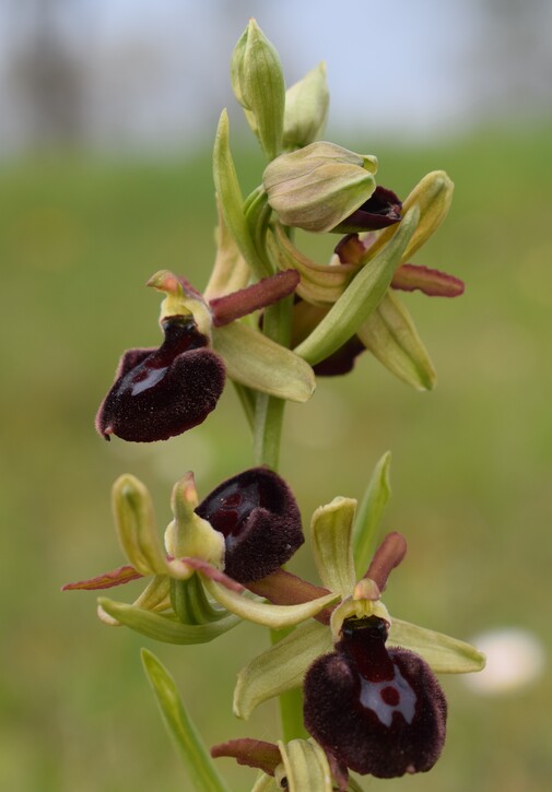 Ophrys benacensis  Ophrys sphegodes nell''incanto di Montisola