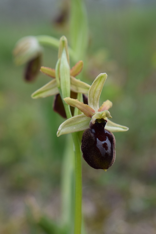 Ophrys benacensis  Ophrys sphegodes nell''incanto di Montisola