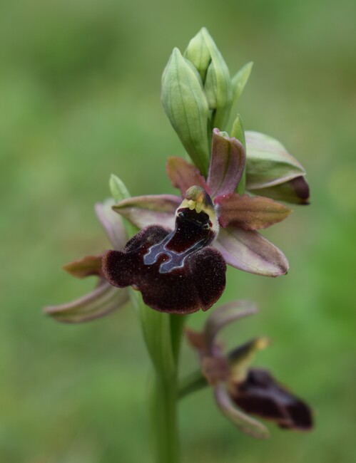 Ophrys benacensis  Ophrys sphegodes nell''incanto di Montisola