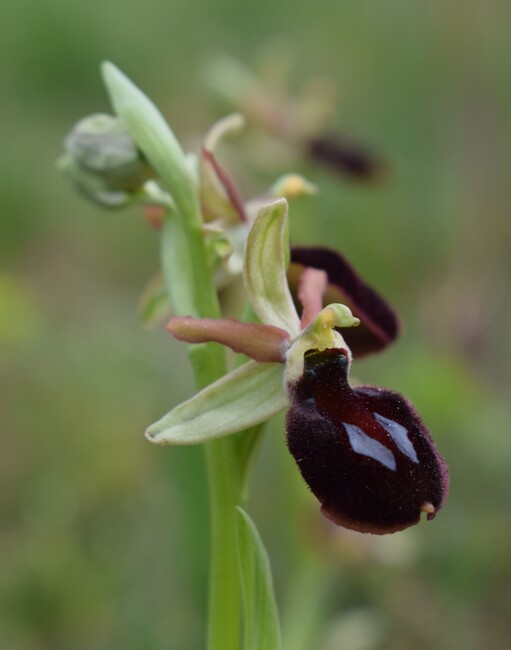 Ophrys benacensis  Ophrys sphegodes nell''incanto di Montisola