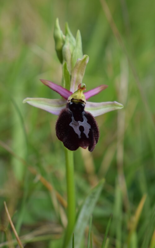 Ophrys benacensis  Ophrys sphegodes nell''incanto di Montisola