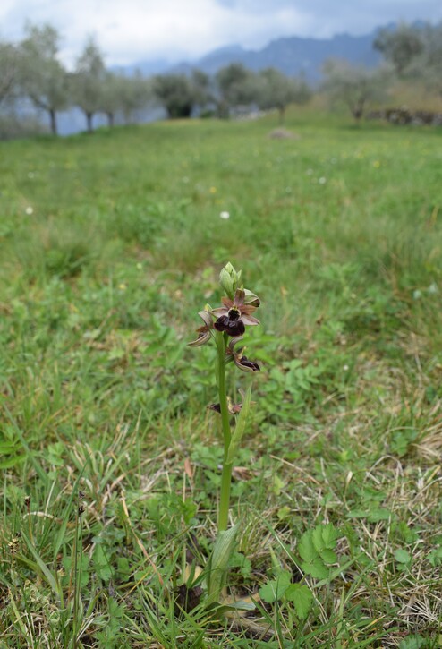 Ophrys benacensis  Ophrys sphegodes nell''incanto di Montisola