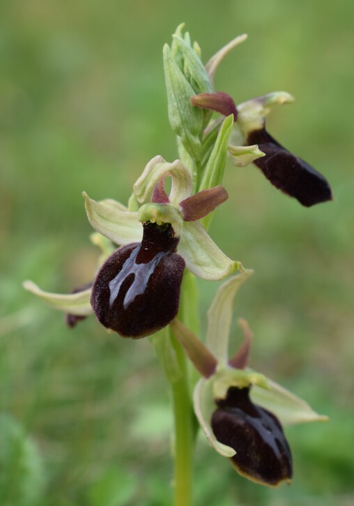 Ophrys benacensis  Ophrys sphegodes nell''incanto di Montisola