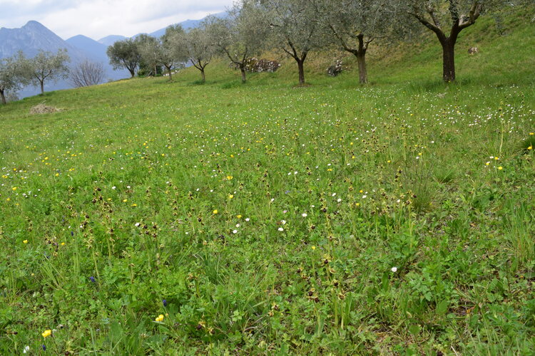 Ophrys benacensis  Ophrys sphegodes nell''incanto di Montisola