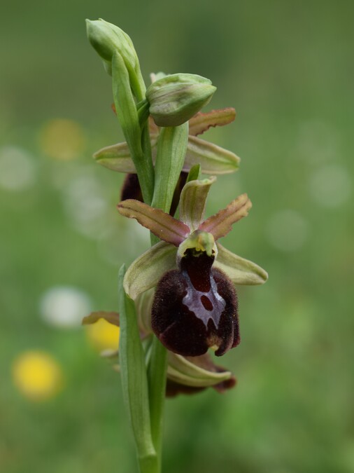 Ophrys benacensis  Ophrys sphegodes nell''incanto di Montisola