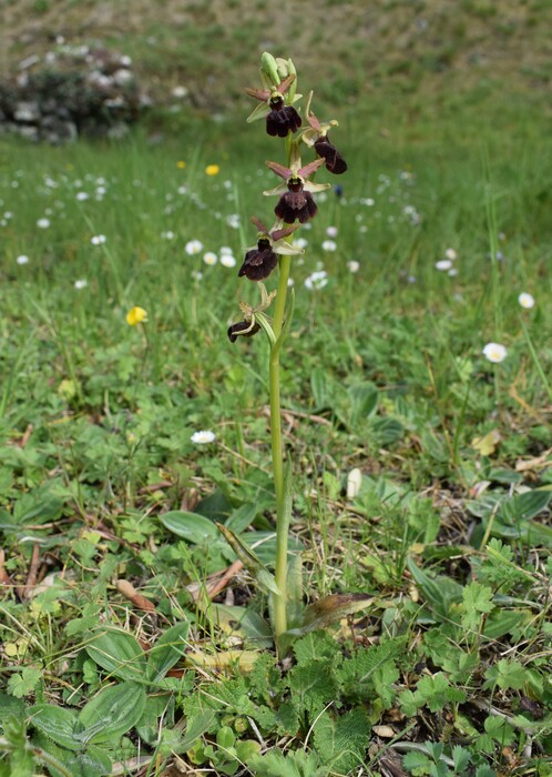 Ophrys benacensis  Ophrys sphegodes nell''incanto di Montisola