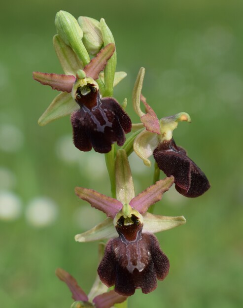 Ophrys benacensis  Ophrys sphegodes nell''incanto di Montisola