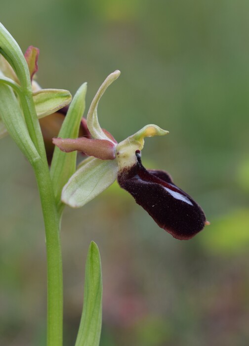 Ophrys benacensis  Ophrys sphegodes nell''incanto di Montisola