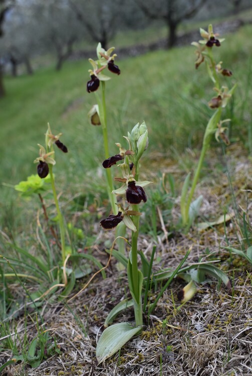 Ophrys benacensis  Ophrys sphegodes nell''incanto di Montisola