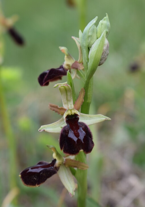 Ophrys benacensis  Ophrys sphegodes nell''incanto di Montisola