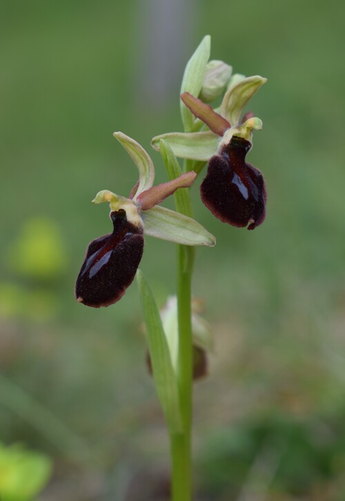 Ophrys benacensis  Ophrys sphegodes nell''incanto di Montisola