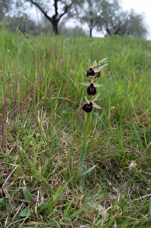 Ophrys benacensis  Ophrys sphegodes nell''incanto di Montisola