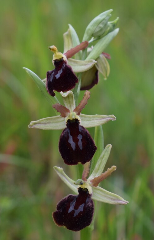 Ophrys benacensis  Ophrys sphegodes nell''incanto di Montisola