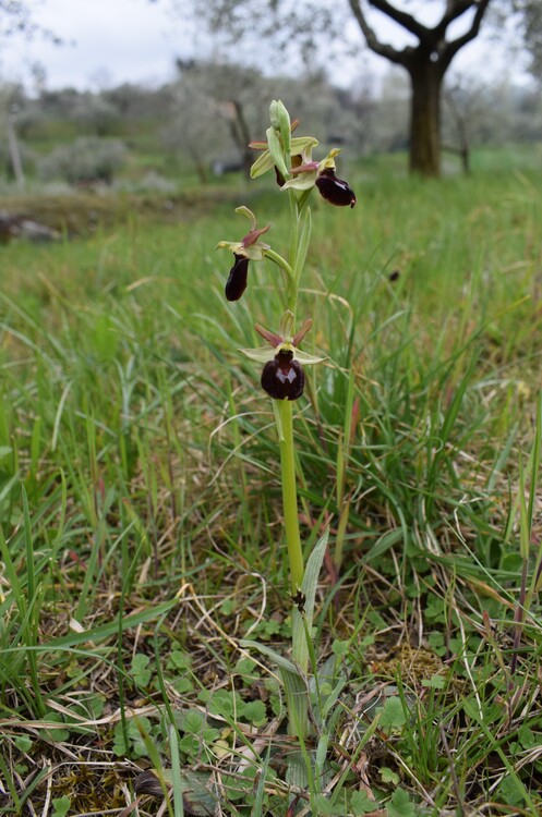 Ophrys benacensis  Ophrys sphegodes nell''incanto di Montisola