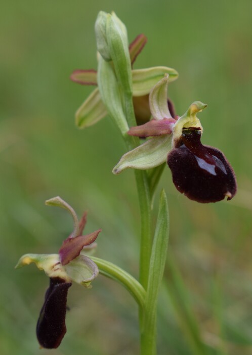 Ophrys benacensis  Ophrys sphegodes nell''incanto di Montisola