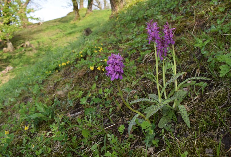 Dactylorhiza sospette (Appennino Reggiano)