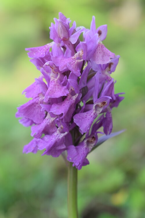 Dactylorhiza sospette (Appennino Reggiano)