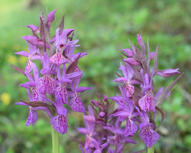 Dactylorhiza sospette (Appennino Reggiano)