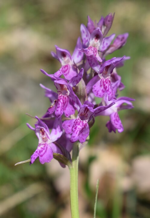 Dactylorhiza sospette (Appennino Reggiano)