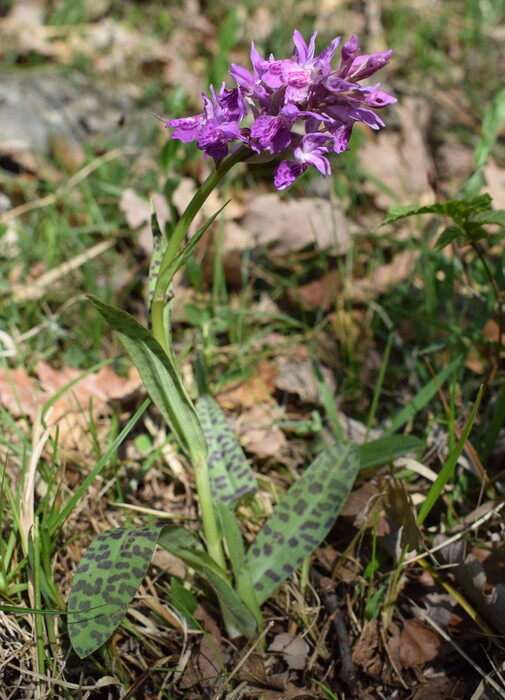 Dactylorhiza sospette (Appennino Reggiano)