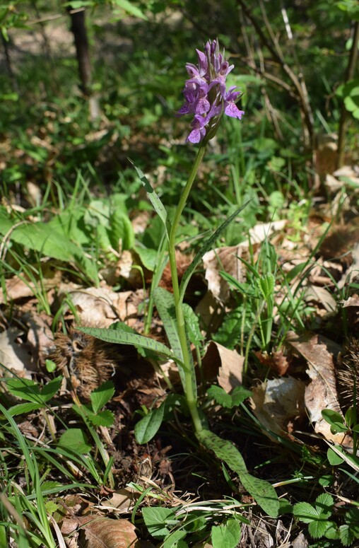 Dactylorhiza sospette (Appennino Reggiano)