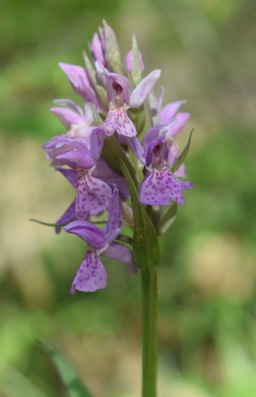 Dactylorhiza sospette (Appennino Reggiano)