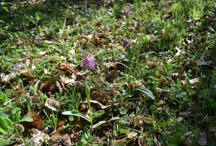 Dactylorhiza sospette (Appennino Reggiano)