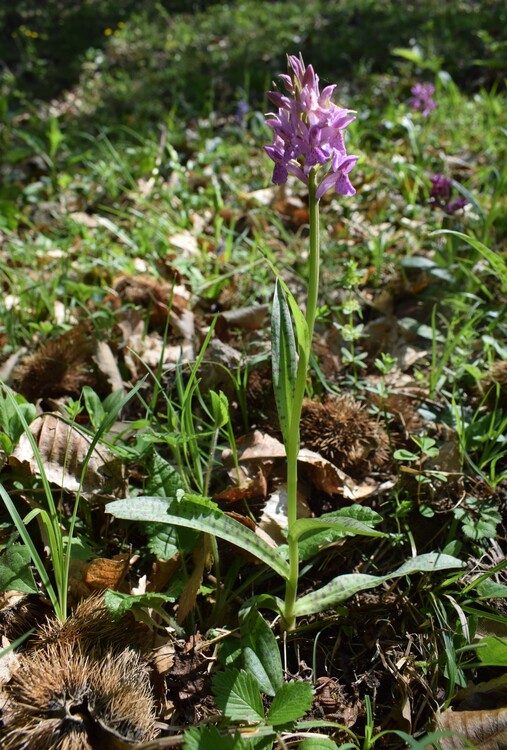 Dactylorhiza sospette (Appennino Reggiano)